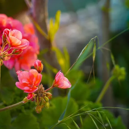 Holiday home Traditional Chora House *