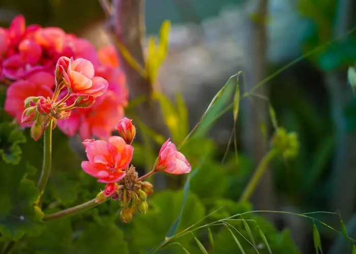 Nyaraló Traditional Chora House *